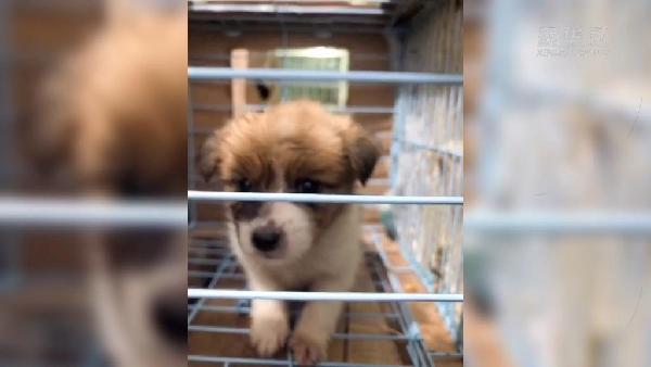 宠物活体托运公司