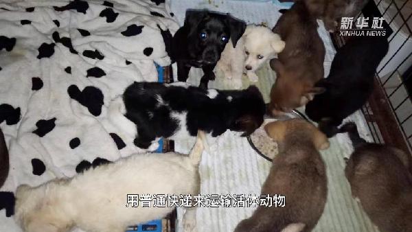 宠物活体托运公司