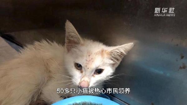 宠物活体托运公司