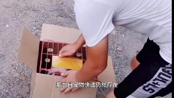 宠物活体托运公司