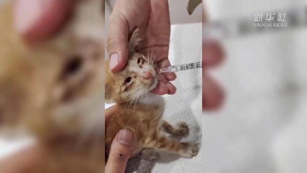 宠物活体托运公司