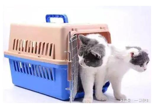 宠物托运所有手续