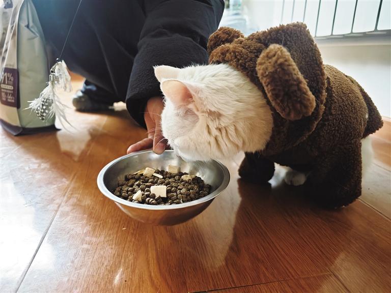 保定宠物托运价钱