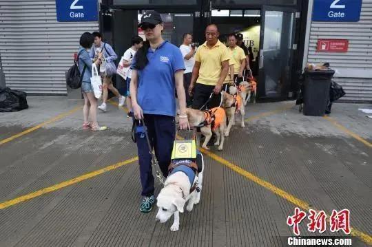 宠物狗托运去美国