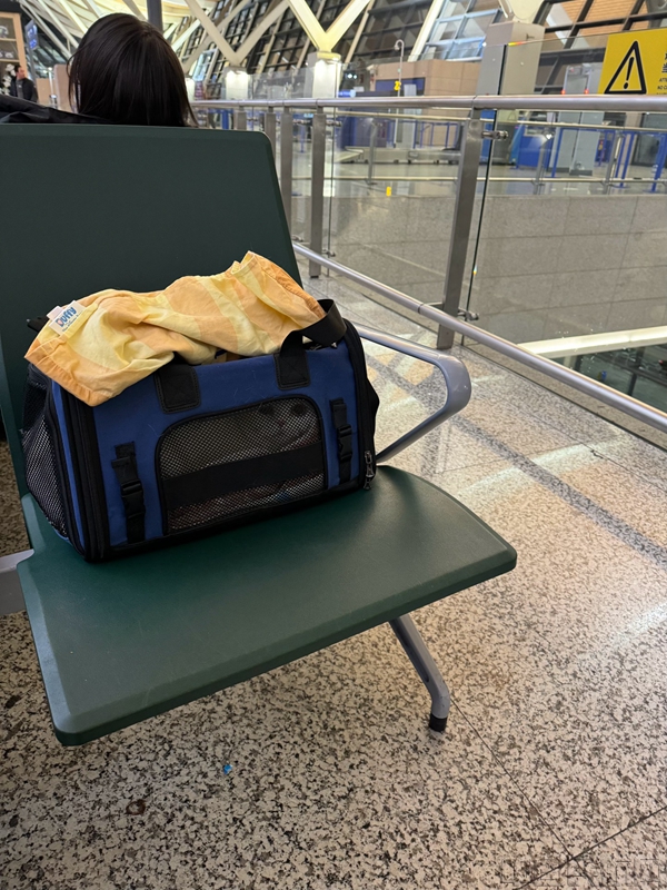乌鲁木齐宠物托运空运