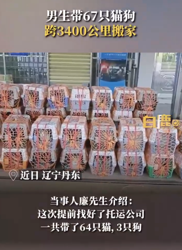 男生带67只猫狗跨3400公里搬家