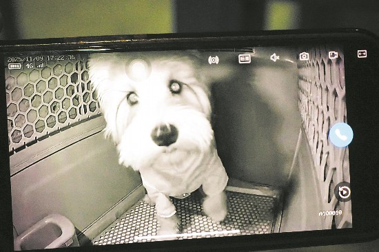 高铁如何办理宠物托运