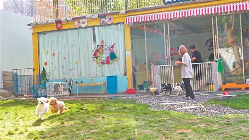 “它经济”，这条赛道怎么跑？