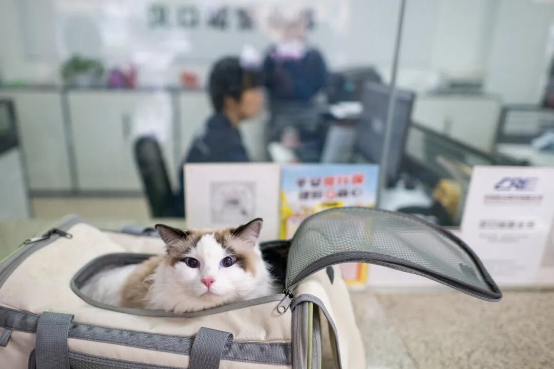 宠物要怎么托运