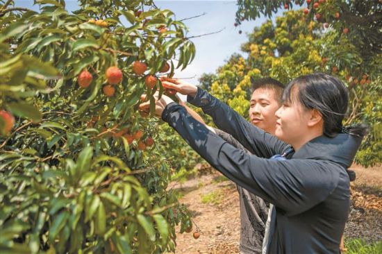 5月中下旬以来经深圳机场发往国内外的荔枝已超3500吨