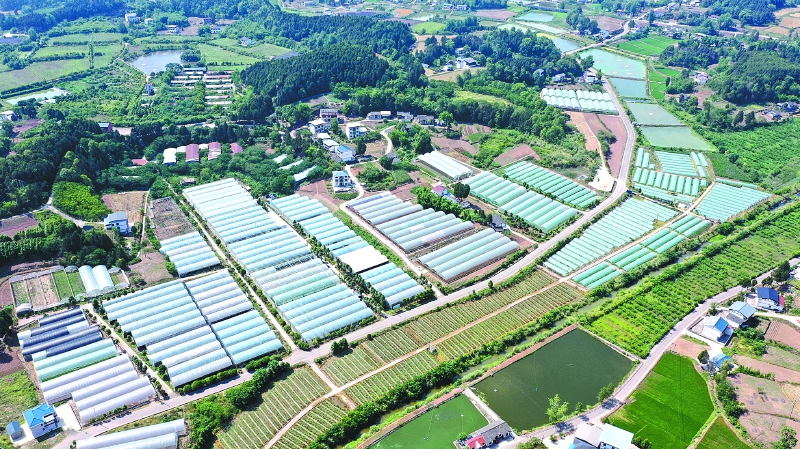 四川南充西充：让“菜篮子”装满“幸福味”